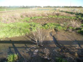 A smelly pond with  dirty water that needs urgent treatment